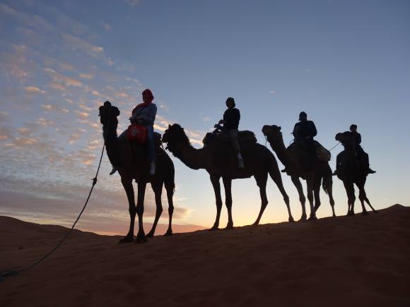 camel caravan 2